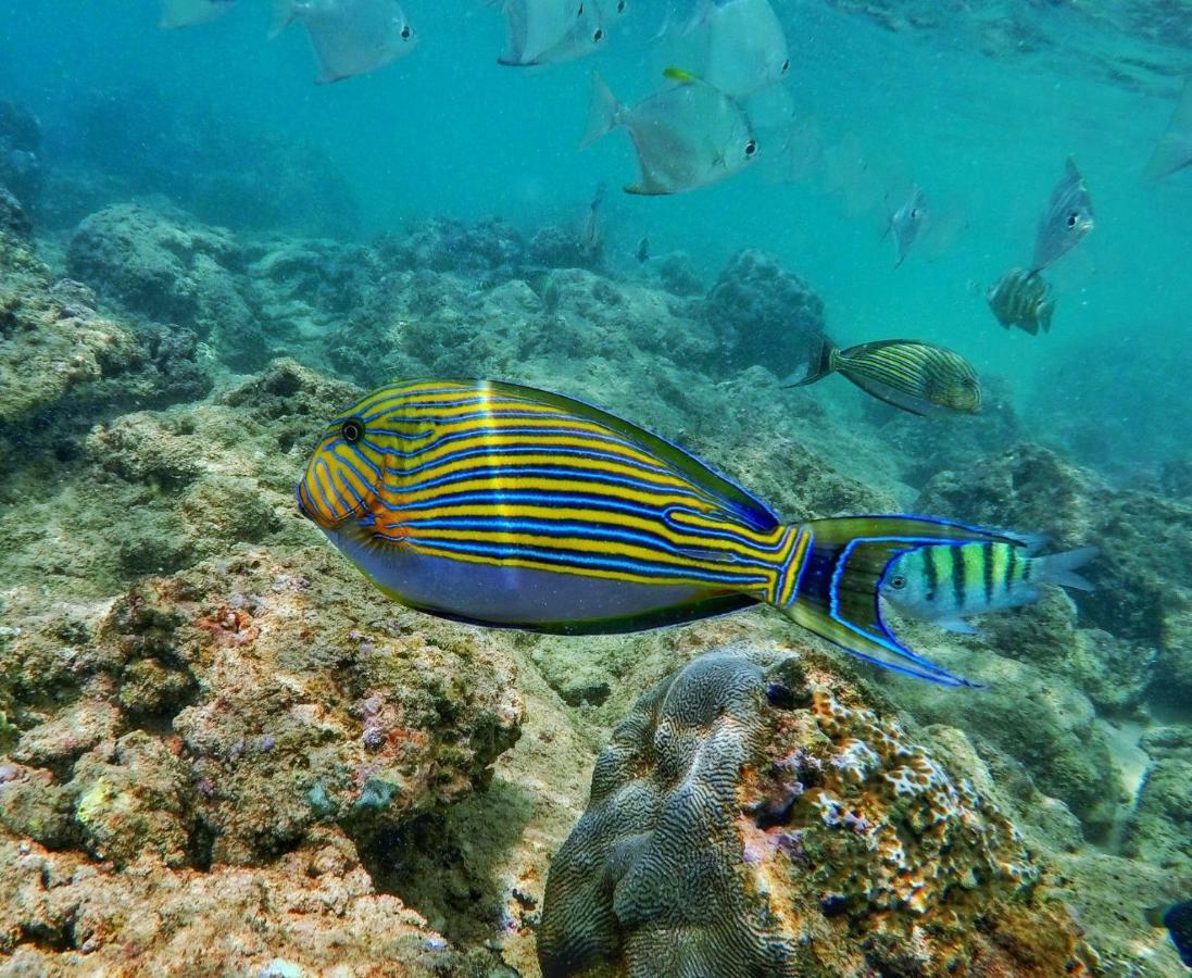 Hotel Dolphin Hikkaduwa Bagian luar foto